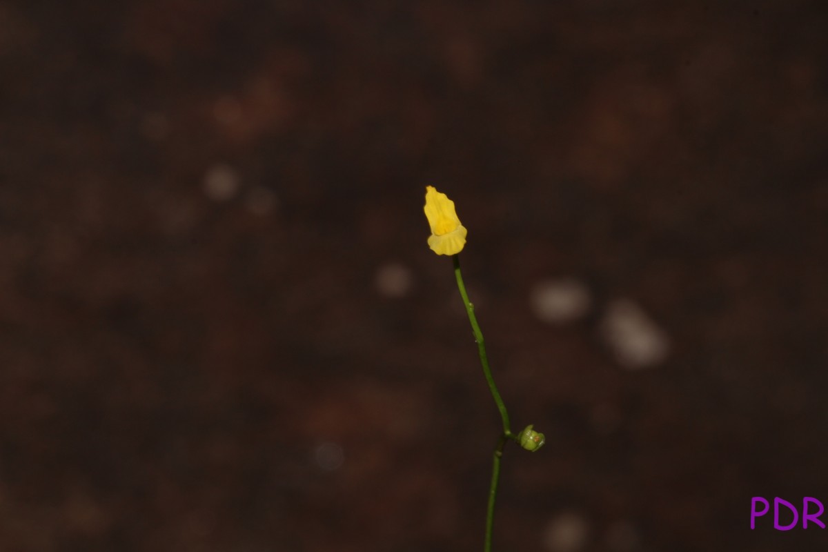 Utricularia gibba L.